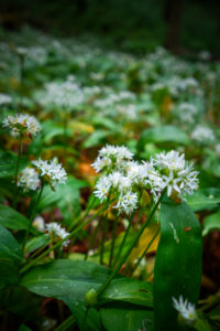 Europe, Germany, Bavaria, Aschau am Inn, Wild Garlic Field in Forest, Europe, Germany, Bavaria, Aschau am Inn, Wild Garlic Field in Forest,